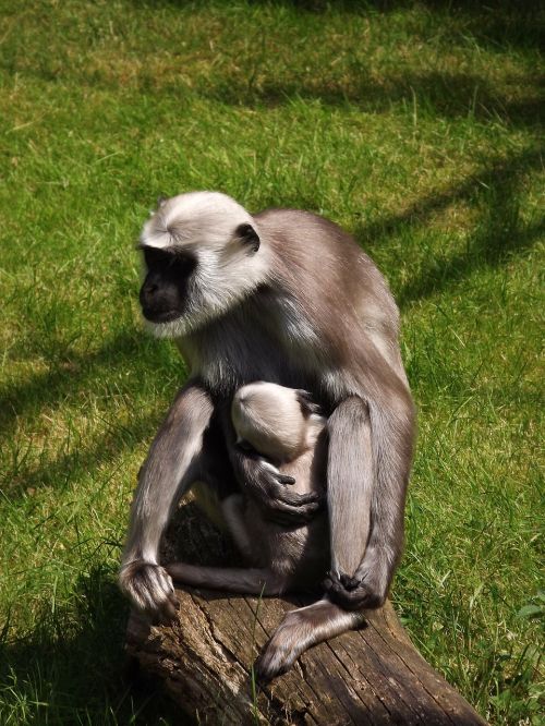 Beždžionė, Beždžionių Riešutas, Motina Ir Vaiku, Zoologijos Sodas