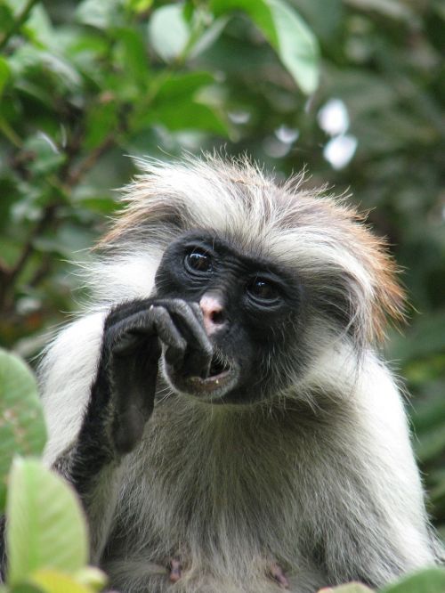 Beždžionė, Zanzibaras, Afrika