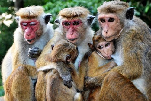 Beždžionė,  Žinduolis,  Gyvūnų Pasaulis,  Primatas,  Gamta,  Kūdikis,  Šeima,  Be Honoraro Mokesčio