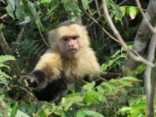 Beždžionė,  Gyvūnijos,  Pobūdį,  Medis,  Mediena,  Costa Rica