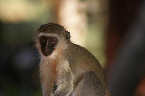 Beždžionė,  Primatų,  Gyvūnijos Pasaulyje