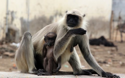 Beždžionė,  Primatų,  Žinduolis,  Gyvūnijos,  Pobūdį,  Kūdikių Beždžionėms,  Kūdikių Beždžionės,  Motina Beždžionė,  Valgymas,  Gyvūnas