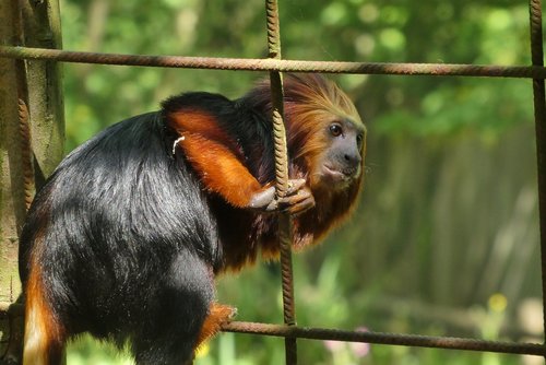Beždžionė,  Zoo,  Planckendael,  Belgija,  Smalsu,  Žinduoliai,  Gyvūnijos,  Primatai,  Gyvūnų Karalystė,  Gamta