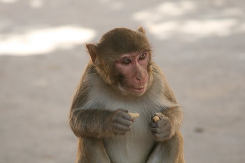 Beždžionė,  Valgyti Beždžionių,  Ilgą Uodegą,  Gyvūnai,  Žinduolis,  Indija