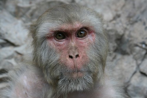 Beždžionė,  Indija,  Portretas,  Uždaryti