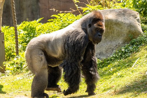 Beždžionė,  Primatų,  Gorila,  Gyvūnas,  Gyvūnijos Pasaulyje,  Žinduolis,  Zoo,  Silverback,  Krefeld,  Zoo Krefeld