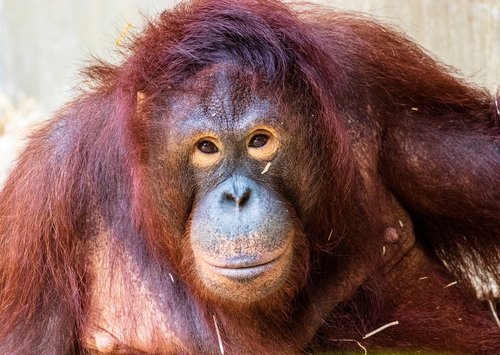 Beždžionė,  Primatų,  Orang Utan,  Gyvūnas,  Gyvūnijos Pasaulyje,  Žinduolis,  Zoo,  Galvoju,  Krefeld,  Zoo Krefeld,  Orangutanai