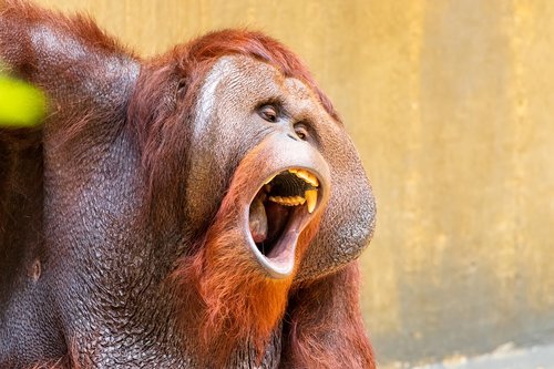 Beždžionė,  Primatų,  Orangutanai,  Gyvūnas,  Gyvūnijos Pasaulyje,  Žinduolis,  Zoo,  Galvoju,  Krefeld,  Zoo Krefeld,  Orang Utan