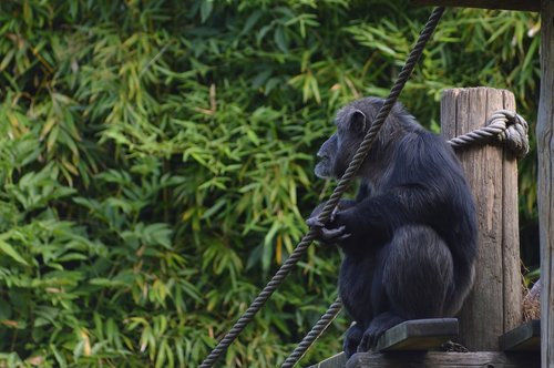 Beždžionė,  Šimpanzė,  Primatų,  Zoologijos Sodas