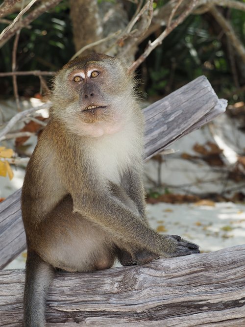 Beždžionė,  Gyvūnas,  Tailandas