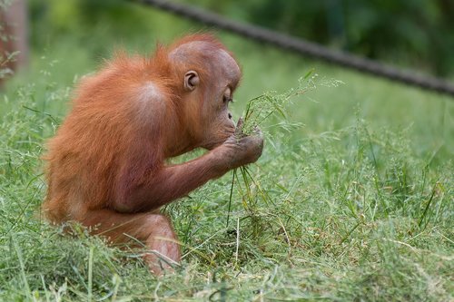 Beždžionė,  Orangutanai,  Subrendęs,  Plaukuotas,  Kūdikių,  Oranžinė,  Gyvūnas,  Žinduolis,  Gyvūnijos Pasaulyje,  Zoo,  Kailiai,  Primatų,  Galvoju,  Smalsu,  Gyvūnų Registravimas,  Ištirti,  Atrasti,  Dėmesio