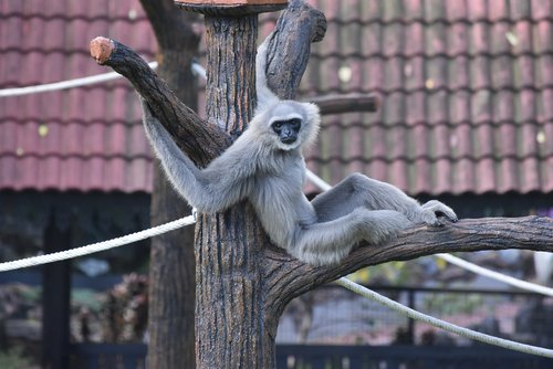 Beždžionė,  Primatų,  Malaizija,  Johor,  Zoo,  Gyvūnas