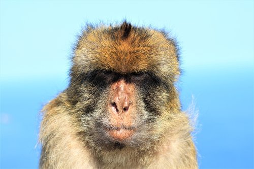 Beždžionė,  Portretas,  Niūri,  Gibraltaras,  Gyvūnijos Pasaulyje,  Rokas