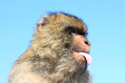 Beždžionė,  Portretas,  Veido Išraiška,  Styroti Kalba,  Gibraltaras,  Rokas,  Gyvūnijos Pasaulyje
