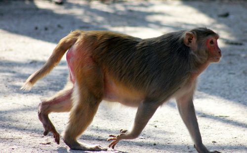 Beždžionė, Riebalai, Vaikščioti, Ape, Primatas, Indija, Žinduolis