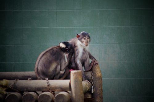Beždžionė, Gyvūnas, Zoologijos Sodas, Mielas