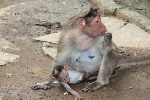 Beždžionė, Motina, Kūdikis, Gyvūnas, Zoologijos Sodas, Laukinė Gamta