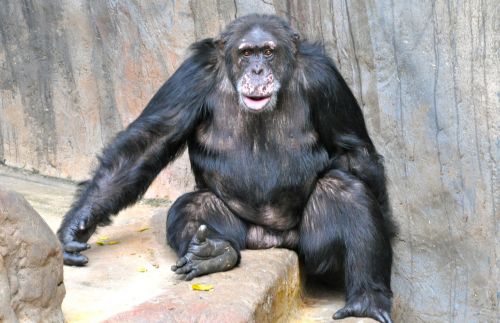 Beždžionė, Šimpanzė, Saldus
