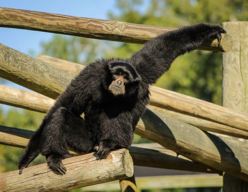 Beždžionė, Siamang, Gibbon, Juodos Kailis Gibbon, Ape, Mažesnis Beždžionė, Simfalangas