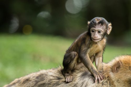 Beždžionė, Beždžionė, Kūdikis, Užtvankos, Jaunas, Barbary Ape, Salem, Beždžionių Kalnas, Gyvūnas, Priežiūra, Zoologijos Sodas, Žinduolis, Laukiniai, Beždžionių Šeima