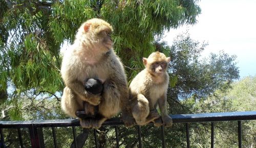 Beždžionė, Gibraltaras, Gyvūnas, Gamta, Primatas, Jaunas, Motina, Šeima