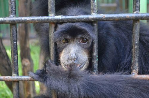 Beždžionė, Ape, Emcaged, Narve, Gyvūnas, Užfiksuotas, Indonezija, Zoologijos Sodas
