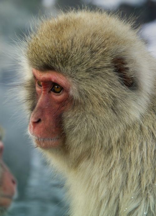 Beždžionė, Japanese Macaque, Sniego Beždžionė, Iš Arti, Veidas, Portretas, Vanduo, Grooming, Gamta, Primatas, Laukinė Gamta, Makakos