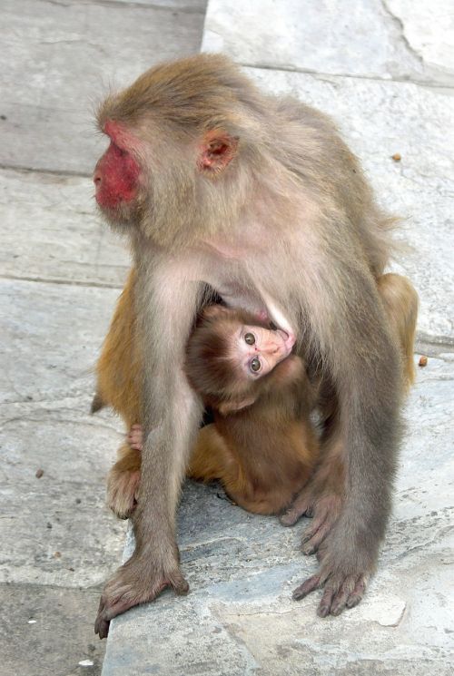 Beždžionė, Beždžionė Su Kūdikiu, Nepalas, Beždžionių Šventovė, Swayambhunath Šventykla