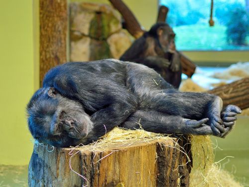 Beždžionė, Ape, Zoologijos Sodas, Miegoti, Pavargęs, Poilsis, Žinduolis, Šimpanzė