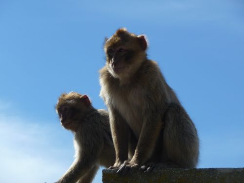 Beždžionė, Beždžionės, Makakas, Makakos, Gibraltaras, Gibraltaro Uola