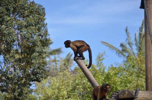 Beždžionė,  Dangus,  Medis,  Zoologijos Sode