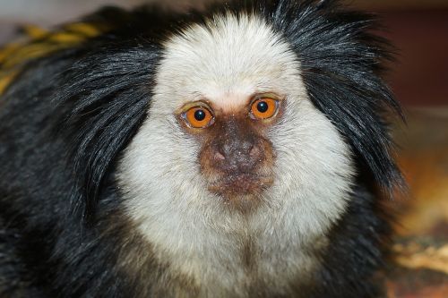 Beždžionė,  Affenkopf,  Portretas,  Gyvas,  Suinteresuotas,  Zoologijos Sodas,  Dėmesio