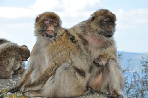 Beždžionė, Magot, Gyvūnas, Žinduolis, Gamta, Gibraltaras, Europa