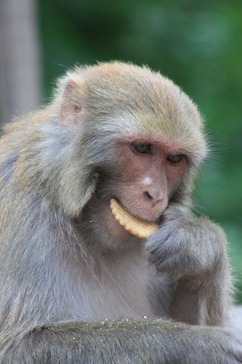 Beždžionė, Nepalas, Beždžionių Šventykla, Swayambhunath, Katmandu, Gyvūnas