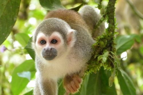 Beždžionė,  Džiunglės,  Gyvūnas,  Atogrąžų Miškai,  Pietų Amerika