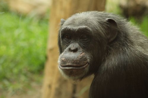 Beždžionė, Šimpanzė, Zoologijos Sodas, Gyvūnas, Šypsena