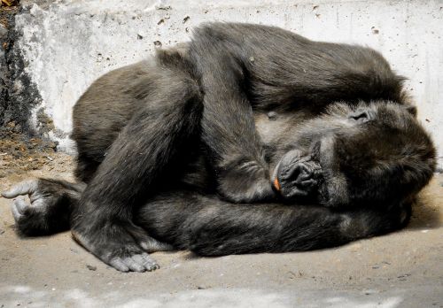 Beždžionė, Gorila, Miegoti, Zoologijos Sodas, Juoda