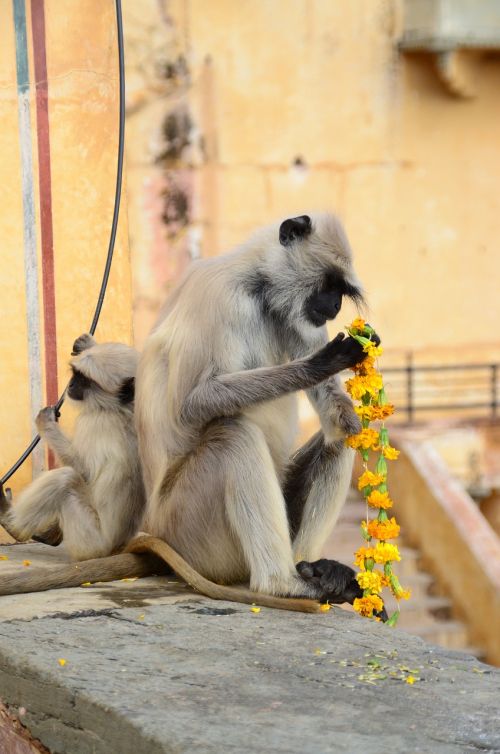 Beždžionė, Gėlės, Maistas, Rūmai, Indija