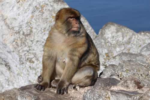 Beždžionė, Rokas, Gibraltaras, Gyvūnų Pasaulis, Žinduolis, Laisvas, Kranto, Motina
