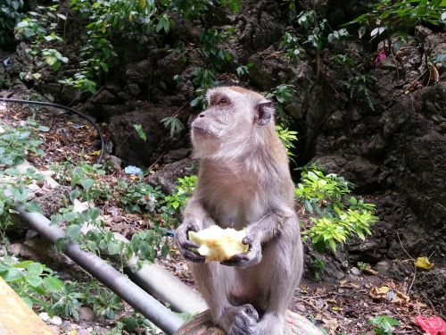 Beždžionė,  Obuolys,  Maistas