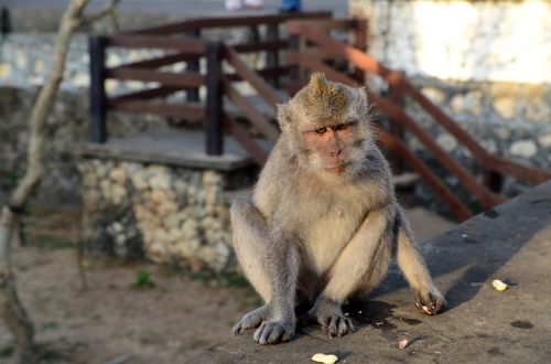 Beždžionė,  Bali,  Indonezija,  Laukinė Gamta,  Šventykla