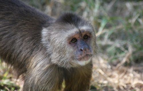 Beždžionė, Sėdi, Laukinė Gamta, Žinduolis, Primatas, Džiunglės, Safari, Natūralus, Rūšis, Atogrąžų Miškai, Zoologijos Sodas, Išsaugojimas, Rezervas, Buveinė, Protingas, Lauke, Plaukuotas, Linksma, Nelaisvė, Mielas, Pūkuotas, Jaunas, Kailis, Mažas, Žavinga, Narve