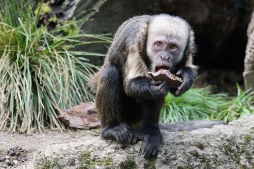 Beždžionė, Maistas