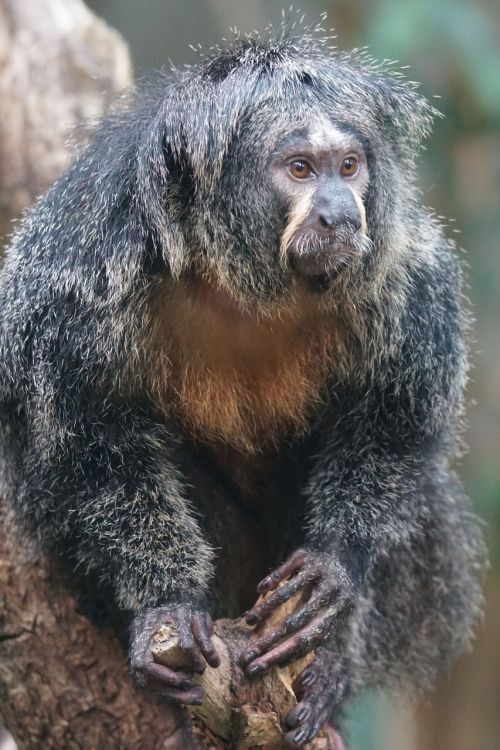 Beždžionė, Stebėdamas, Zoologijos Sodas