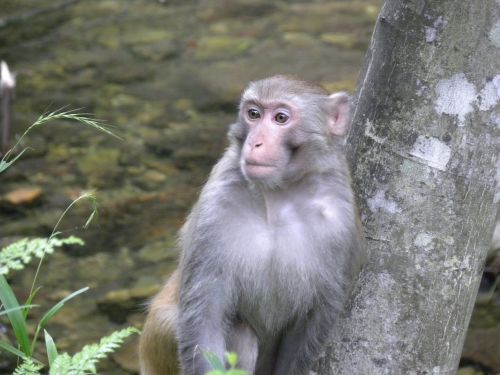 Beždžionė, Asija, Laukinė Gamta