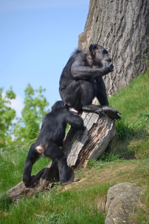 Šimpanzė, Beždžionė, Beždžionės, Zoologijos Sodas
