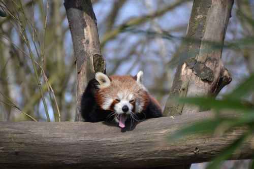 Raudonoji Panda, Panda, Mažiau Pander, Ailurus Fulgens, Zoologijos Sodas, Gyvūnų Pasaulis, Gyvūnas, Mielas