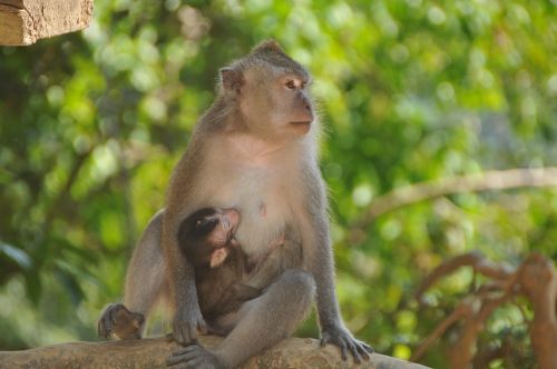 Beždžionė, Vaikiška Beždžionė, Asija