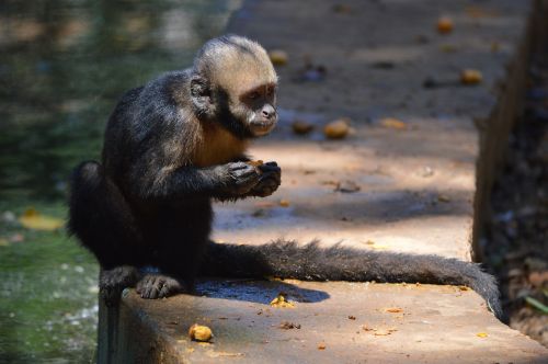 Beždžionė, Gyvūnai, Salvadoras, Bahia