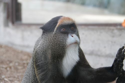Beždžionė, Gyvūnas, Zoologijos Sodas